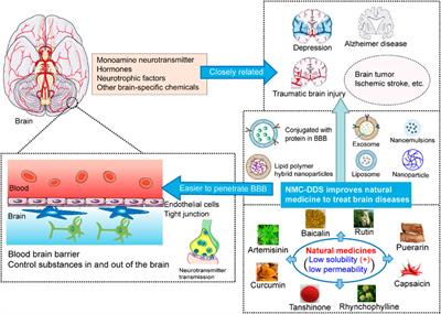 Better Bioactivity, Cerebral Metabolism and Pharmacokinetics of Natural Medicine and Its Advanced Version
